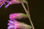 Fewflower blazing star